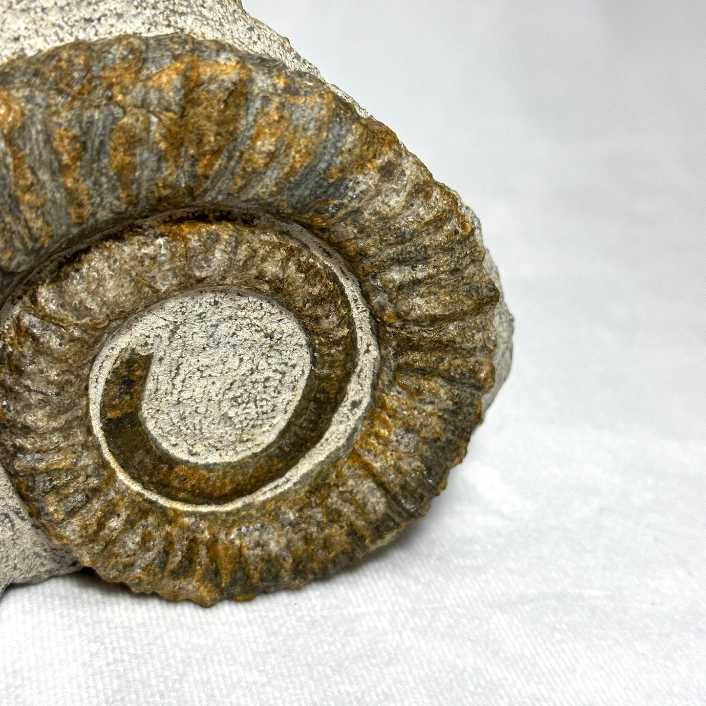 Stunning Anetoceras Ammonite