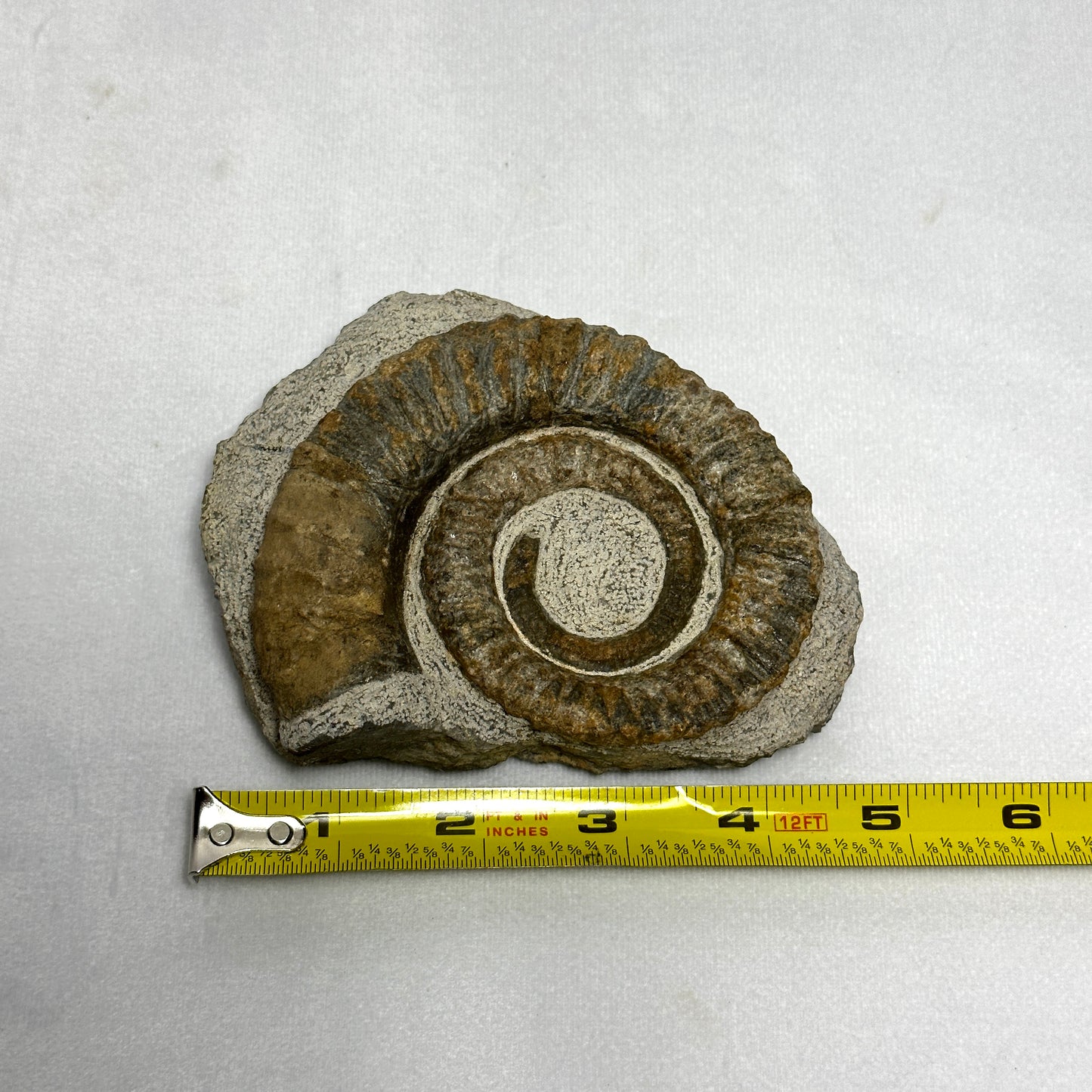 Stunning Anetoceras Ammonite