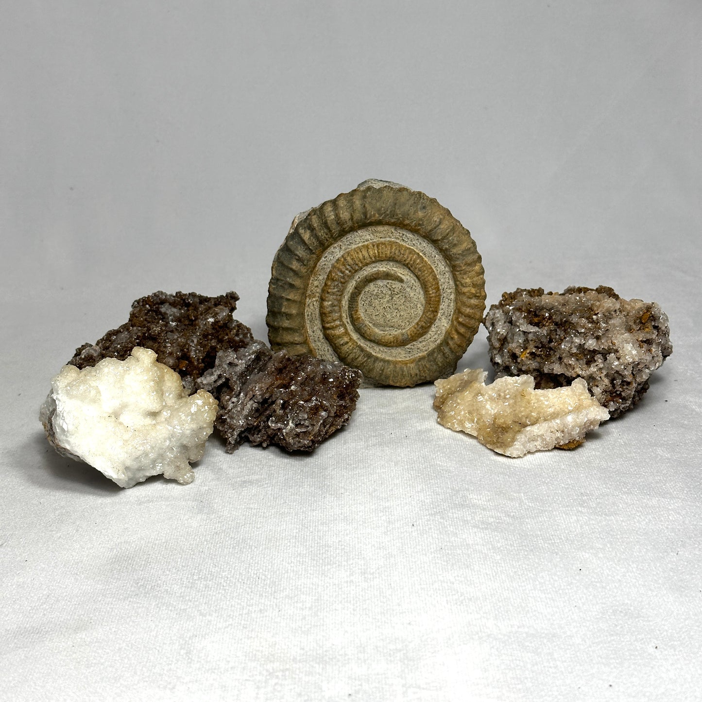 Beautiful Anetoceras Ammonite
