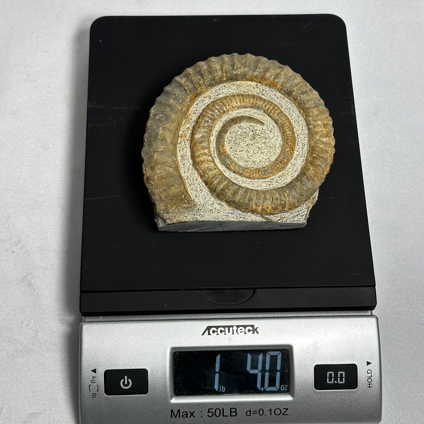 Beautiful Anetoceras Ammonite