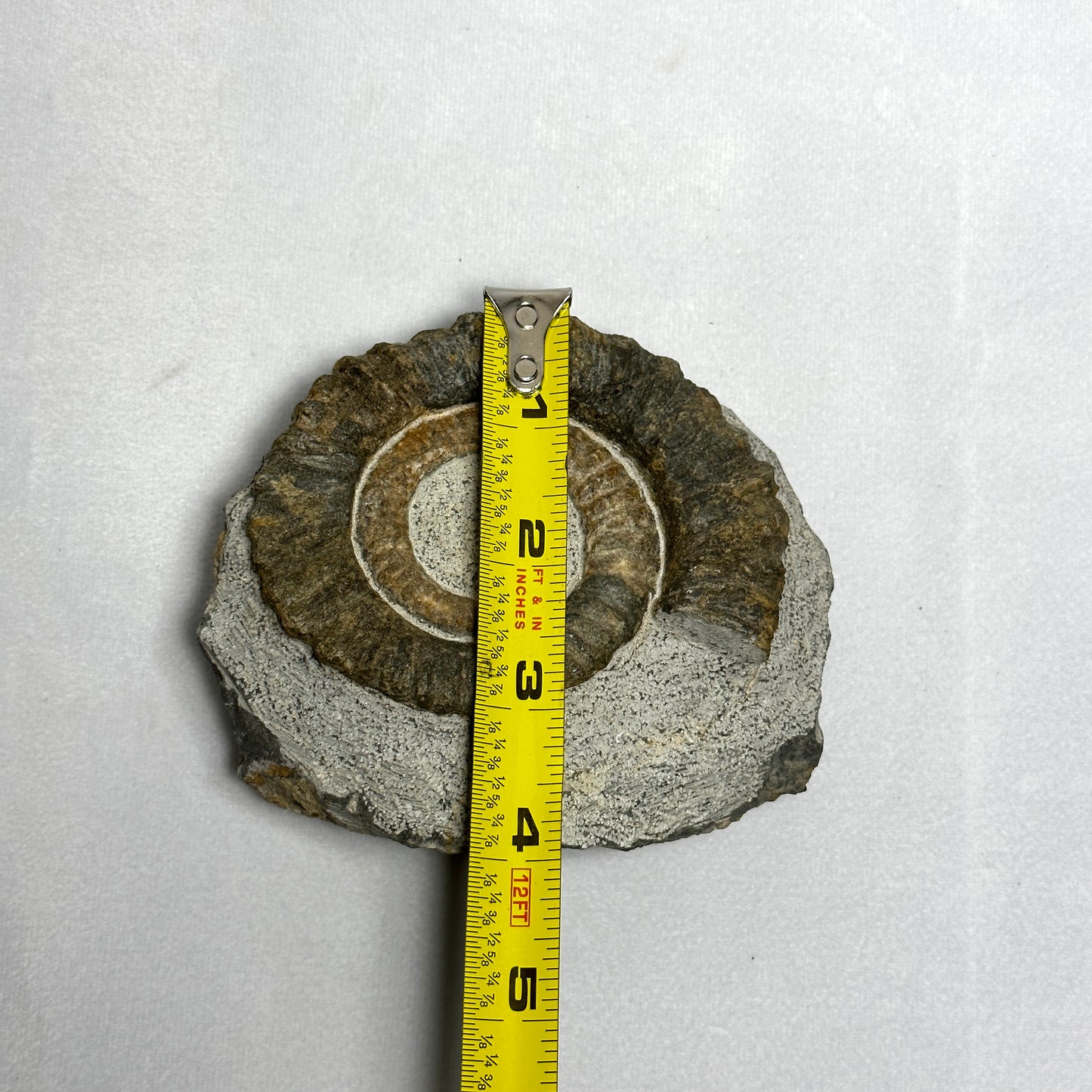 Charming Anetoceras Ammonite