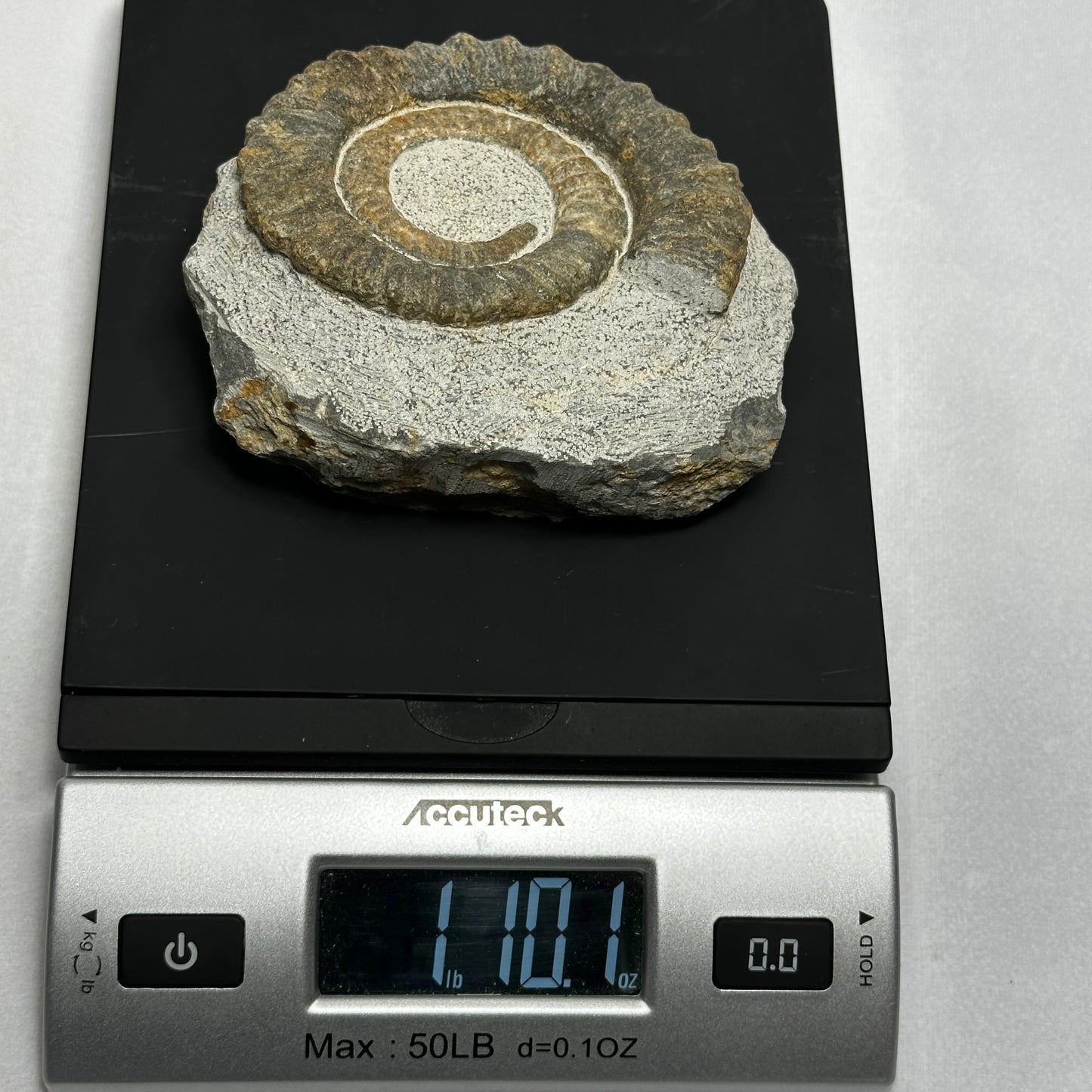 Charming Anetoceras Ammonite