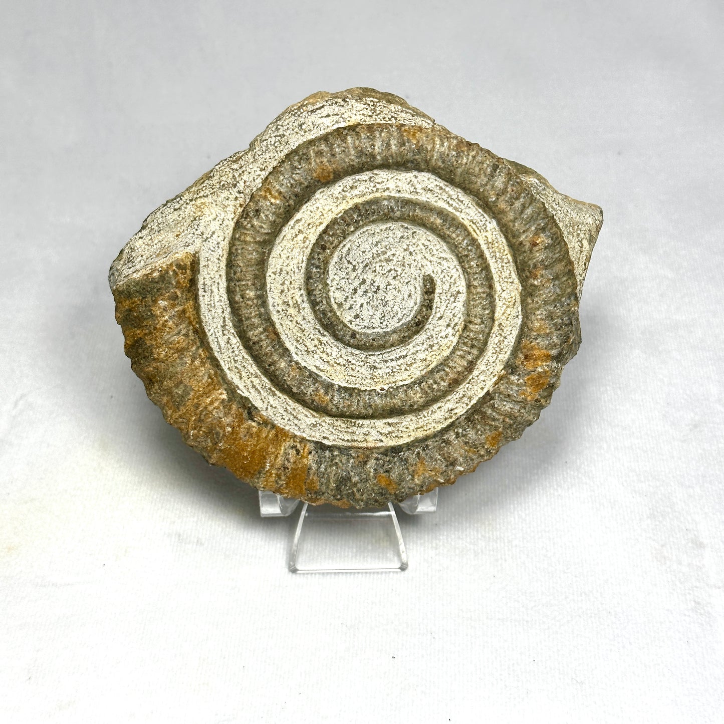 Iconic Anetoceras Heteromorph Ammonite