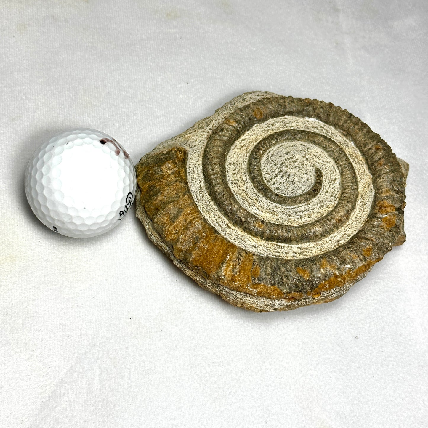 Iconic Anetoceras Heteromorph Ammonite