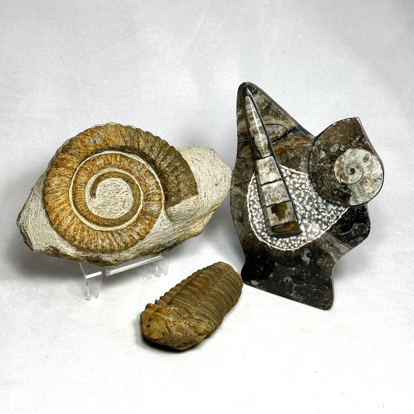 3.4" Flexicalymene Trilobite