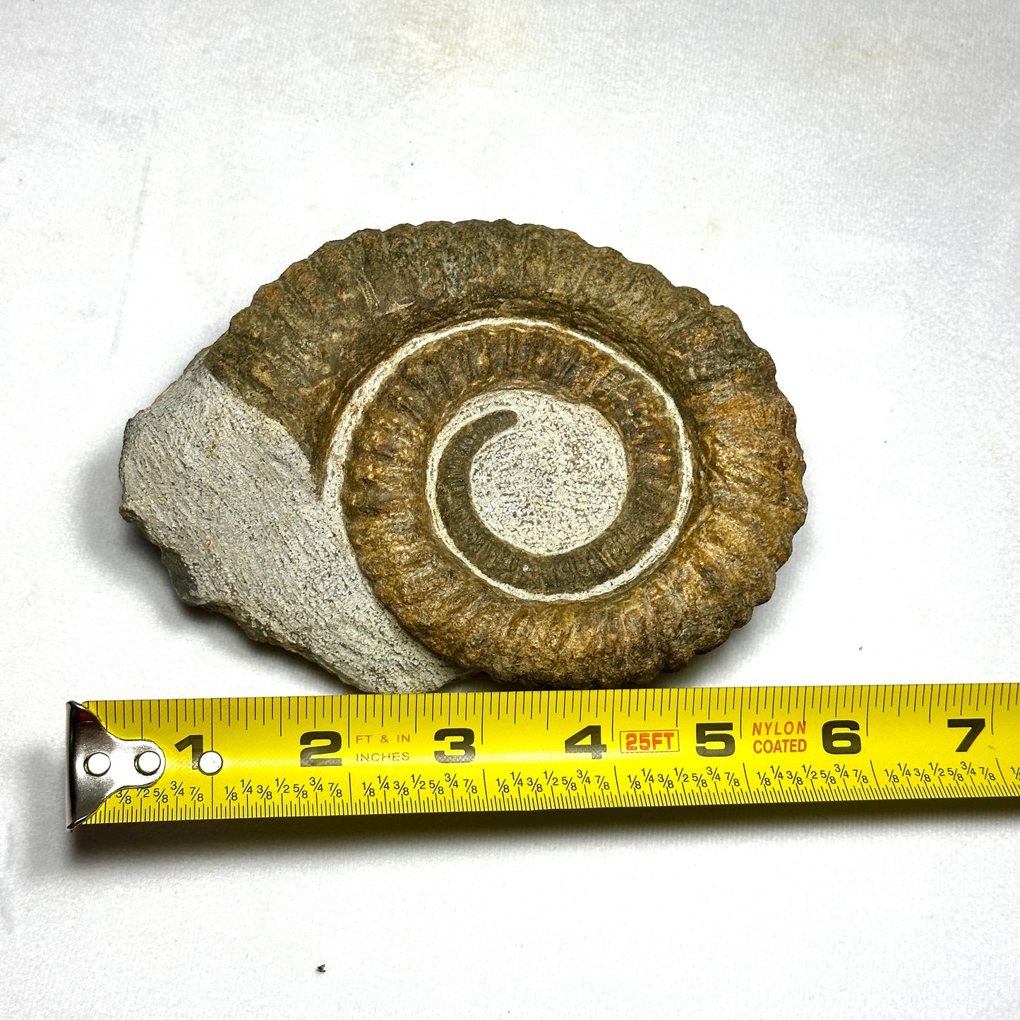 Stunning Anetoceras Heteromorph Ammonite