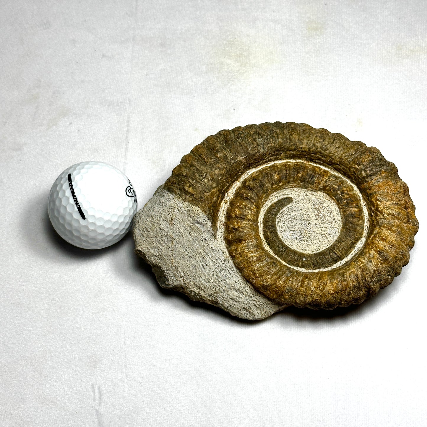 Stunning Anetoceras Heteromorph Ammonite