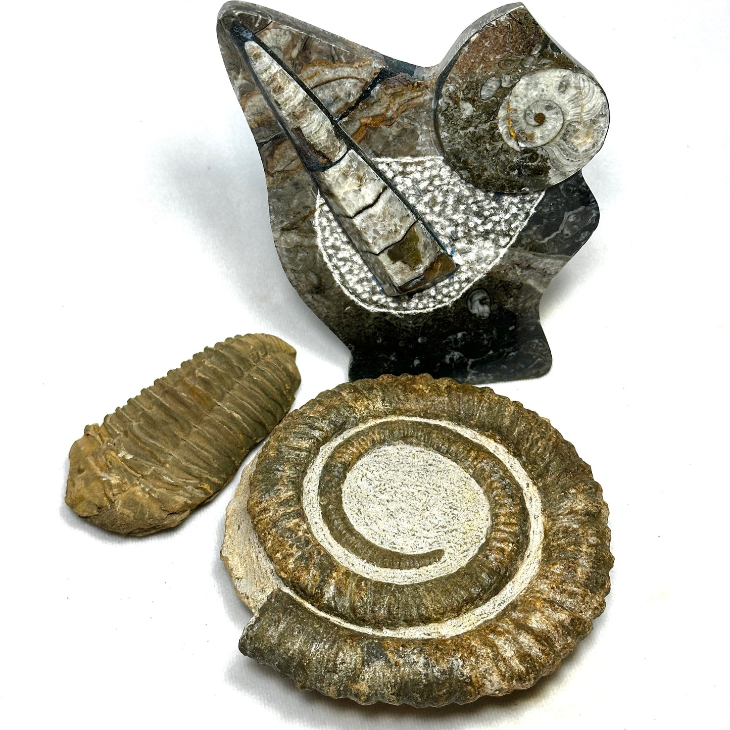 Charming Anetoceras Heteromorph Ammonite