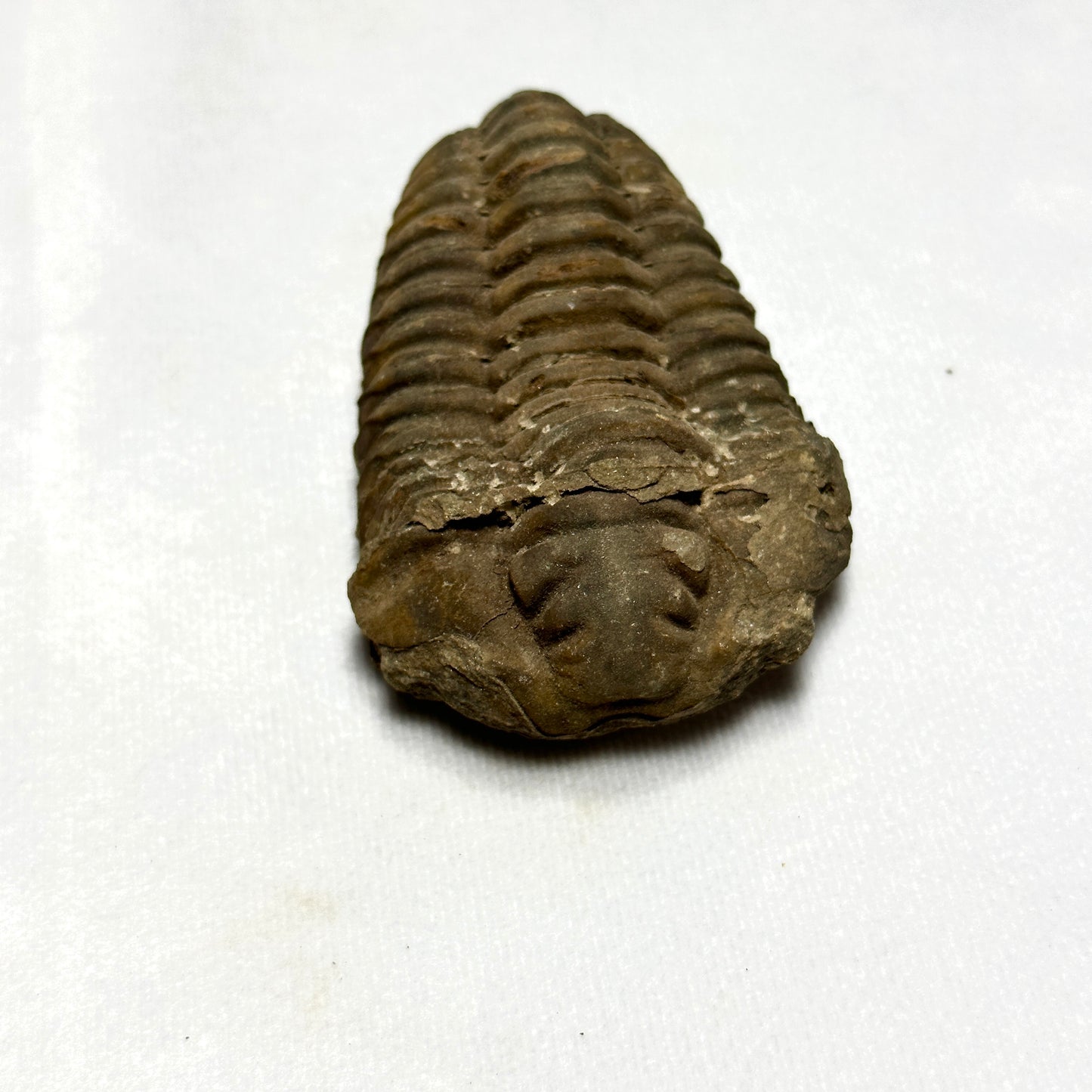 3.4" Flexicalymene Trilobite