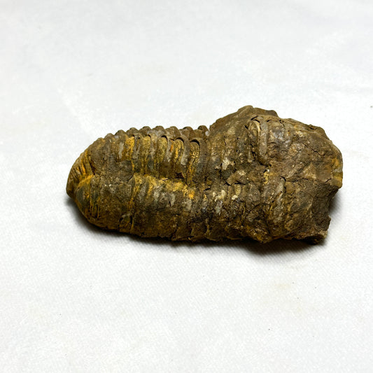 Flexicalymene Trilobite 3.8"