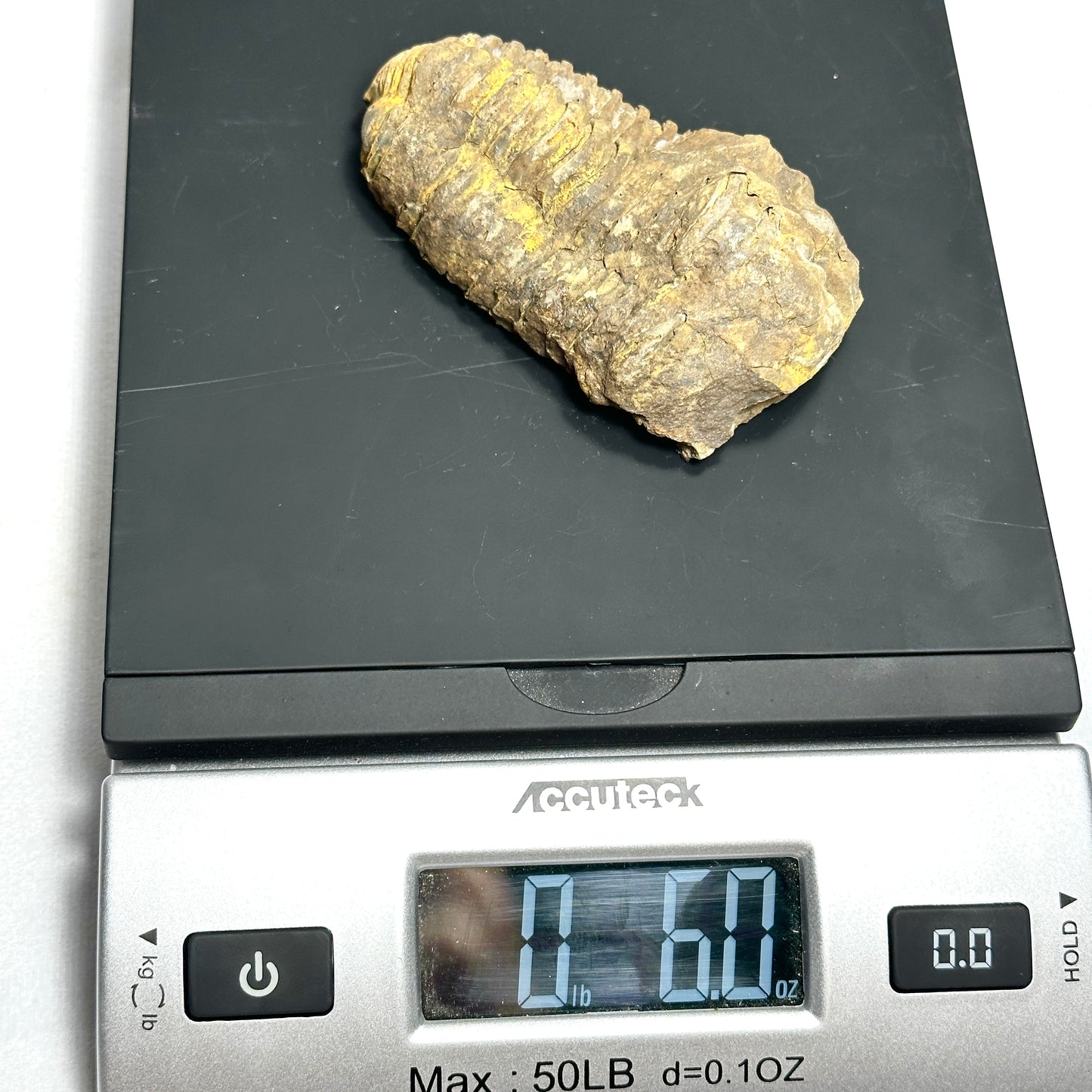 Flexicalymene Trilobite 3.8"