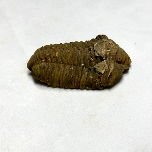 Spectacular Flexicalymene Trilobite