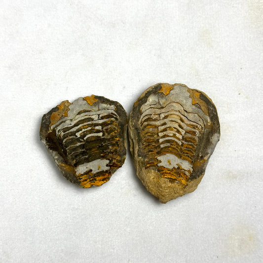 2.6" Flexicalymene Trilobite Nodule