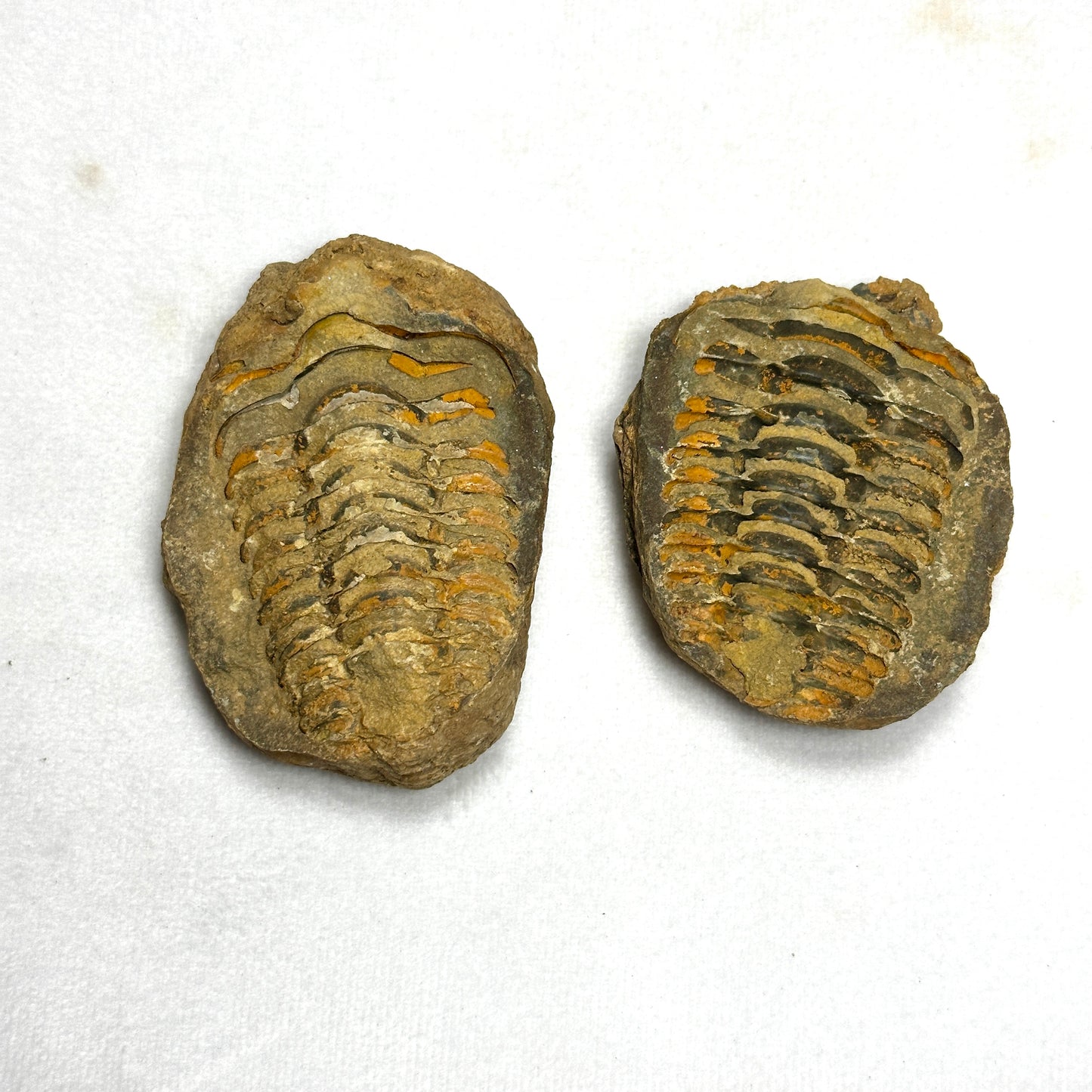 Quality Flexicalymene Trilobite Nodule 2.6"