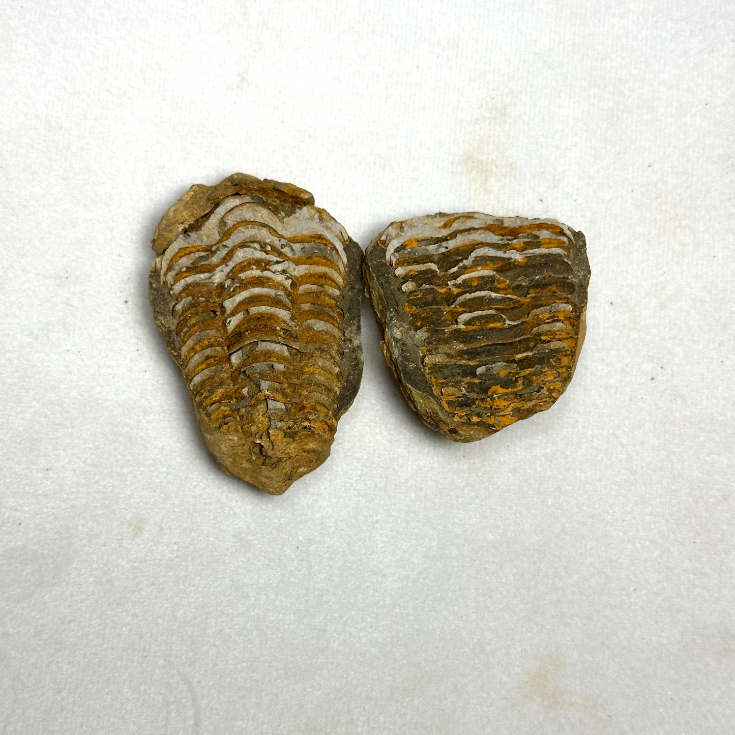 Flexicalymene Trilobite Nodule 2.4"