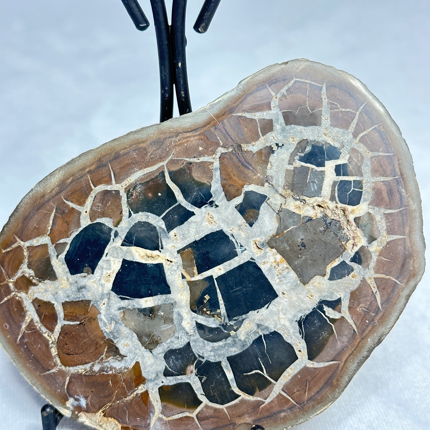 Stunning Split Septarian Nodule