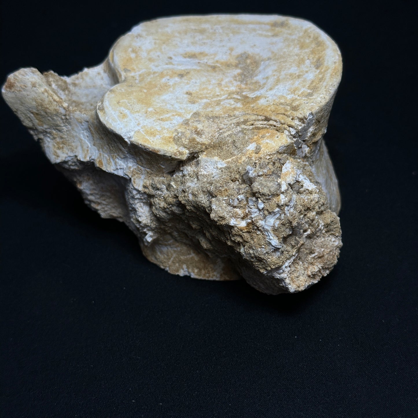 Whale Preserved Vertebrae