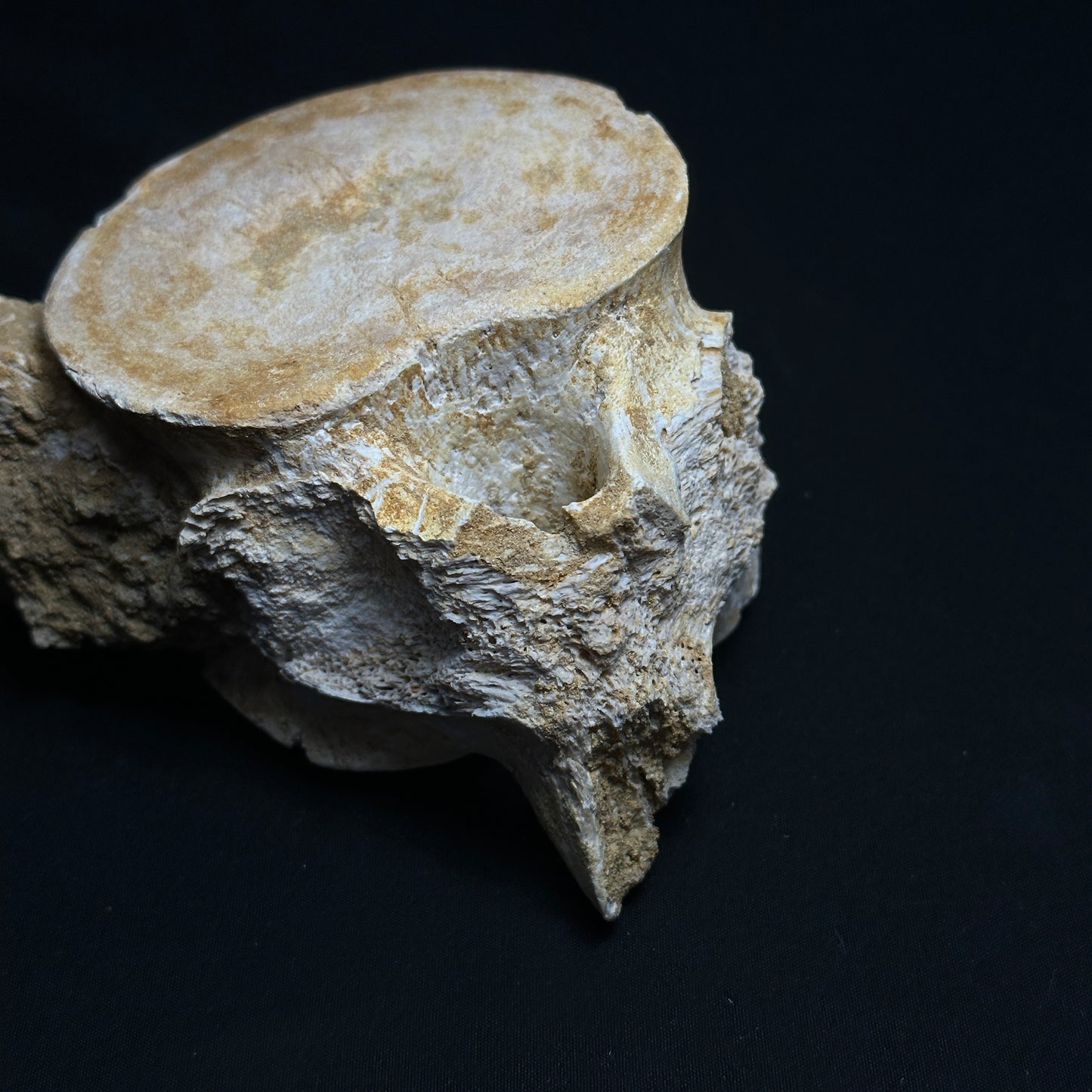 Whale Preserved Vertebrae