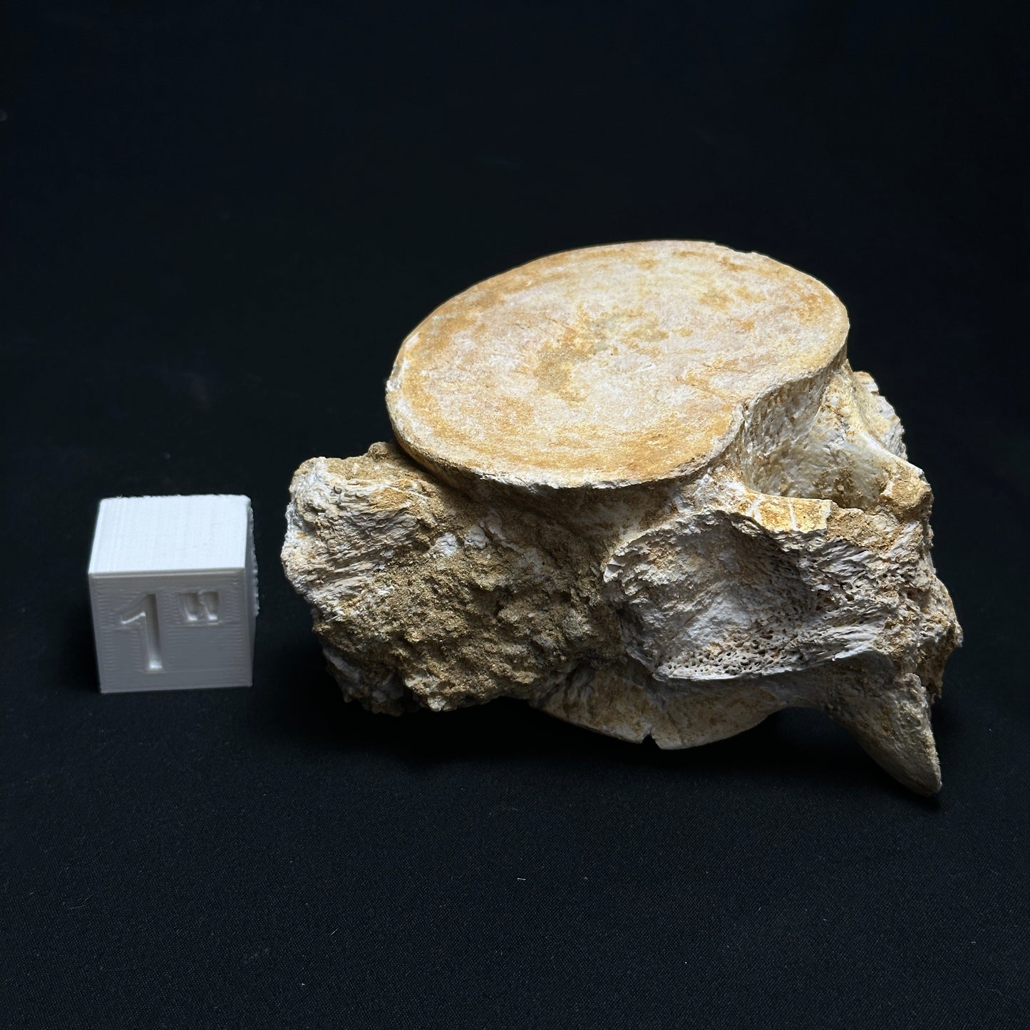 Whale Preserved Vertebrae