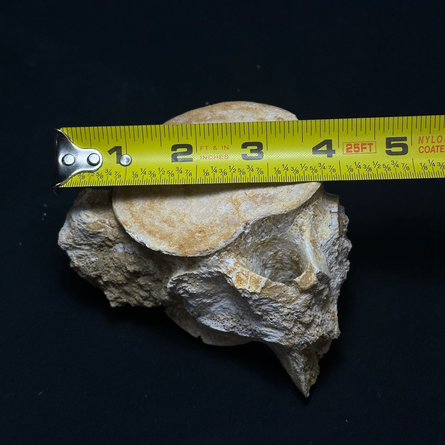 Whale Preserved Vertebrae