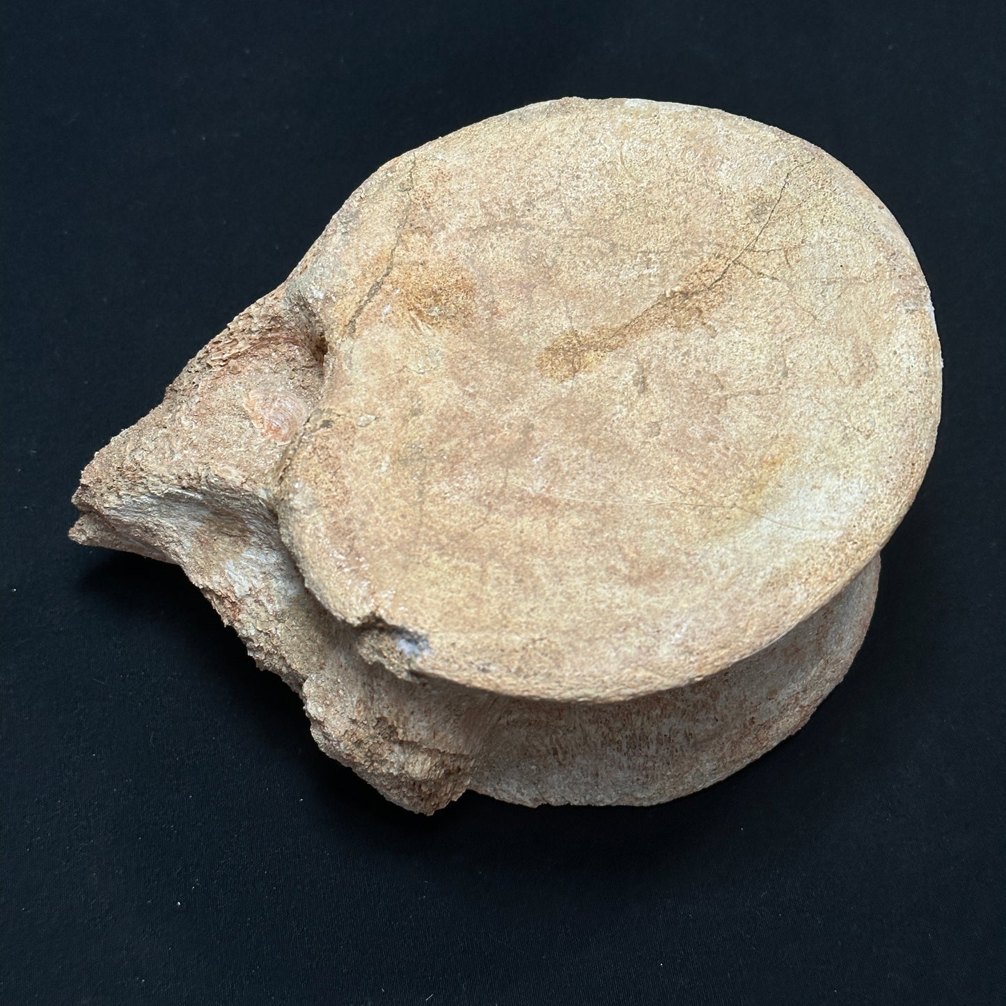 Beige Whale Vertebrae Fossil