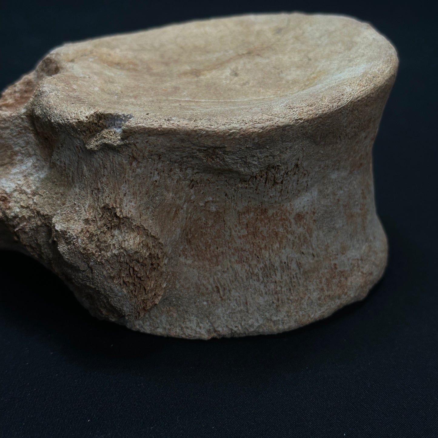 Beige Whale Vertebrae Fossil