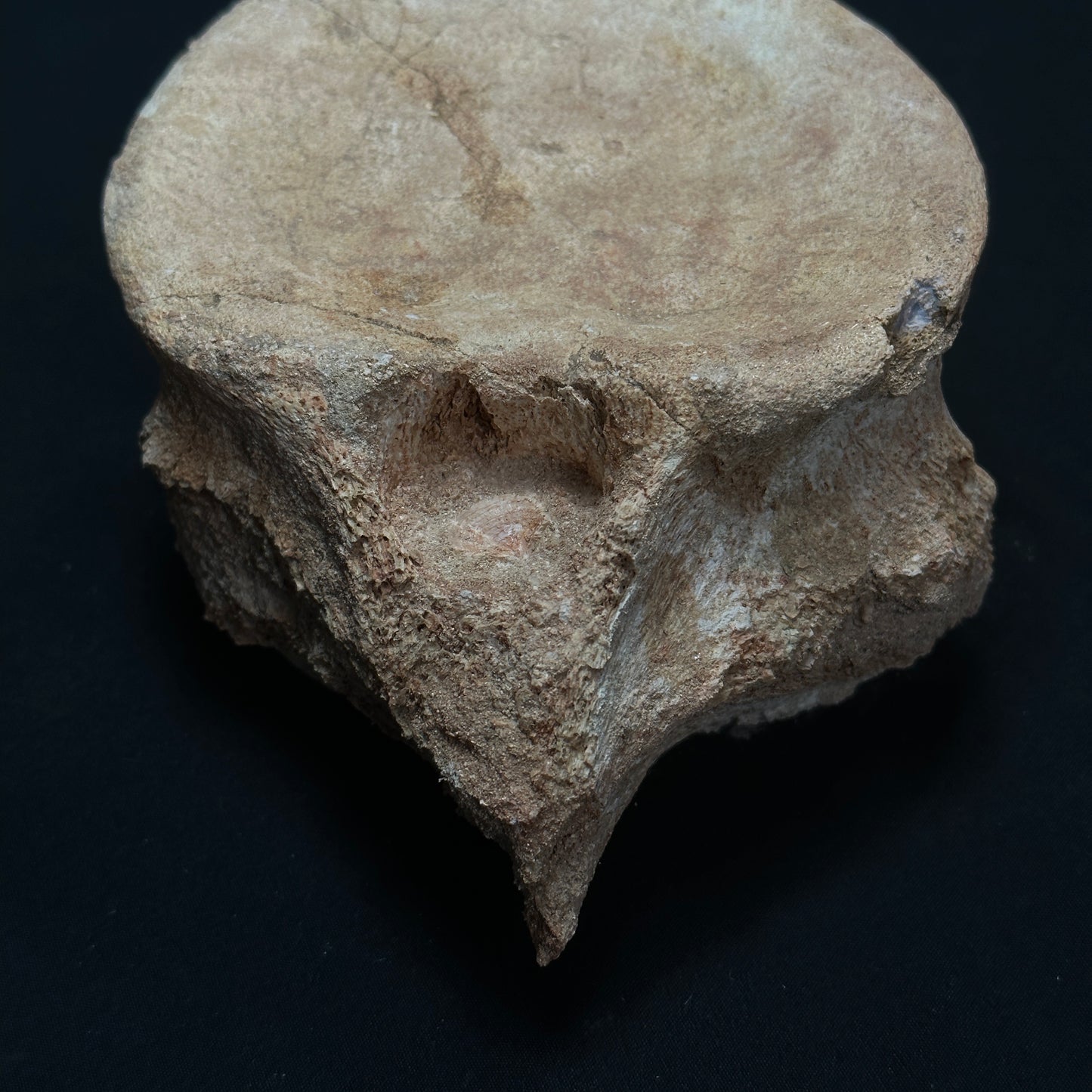 Beige Whale Vertebrae Fossil