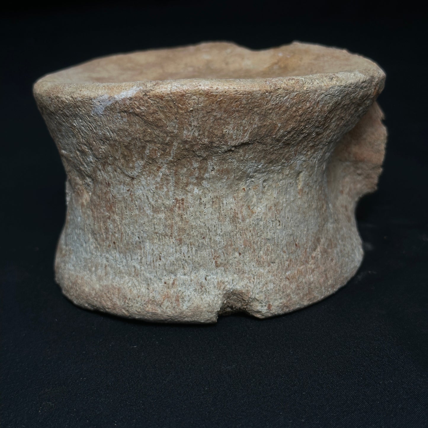 Beige Whale Vertebrae Fossil