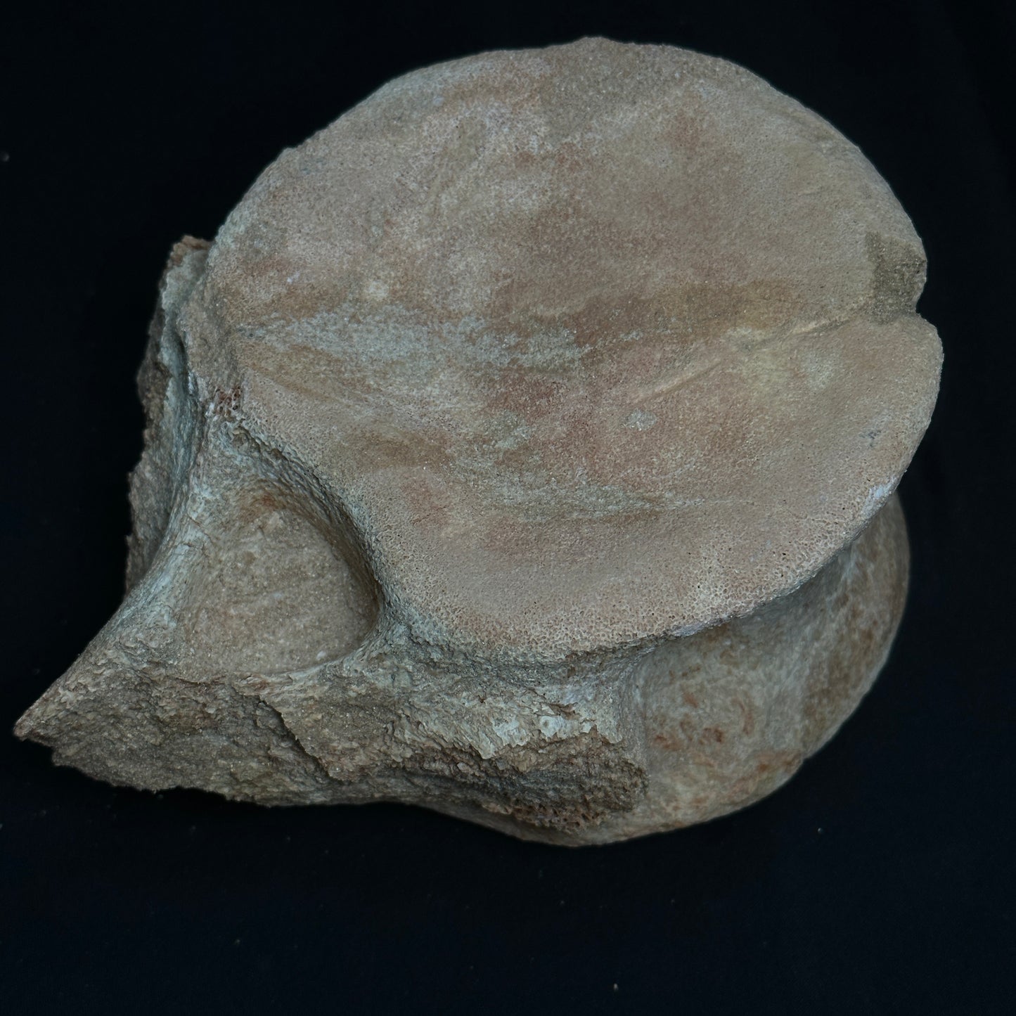 Beige Whale Vertebrae Fossil