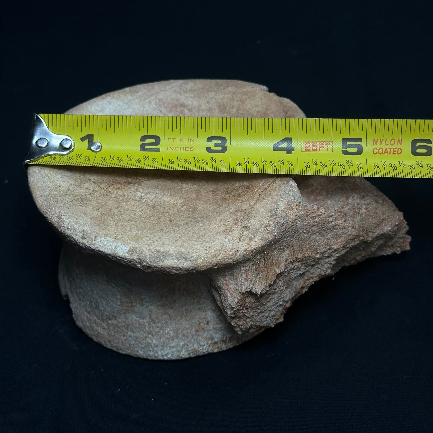 Beige Whale Vertebrae Fossil