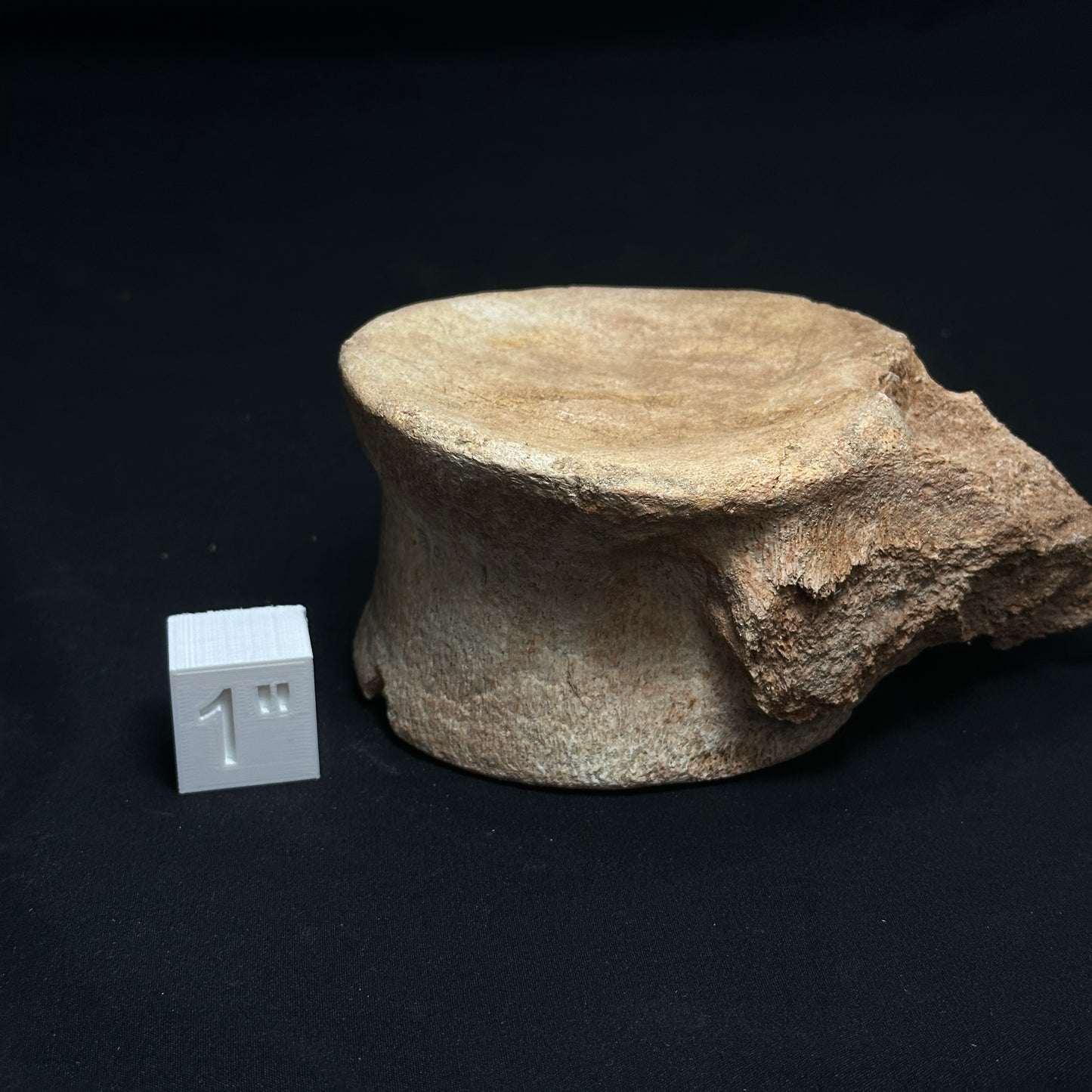 Beige Whale Vertebrae Fossil