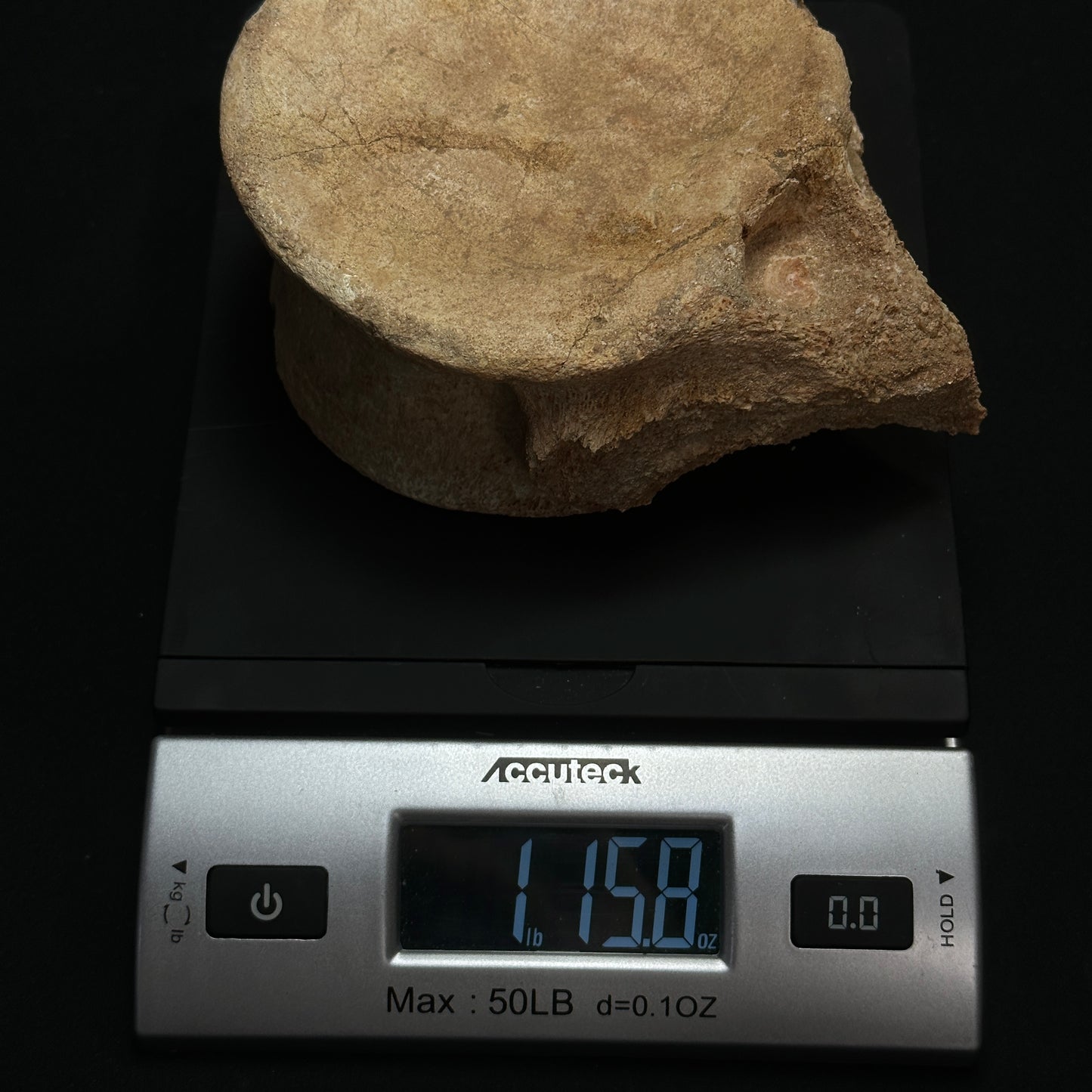 Beige Whale Vertebrae Fossil