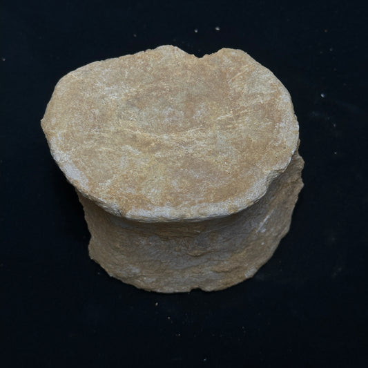 Fossilized Whale Vertebrae