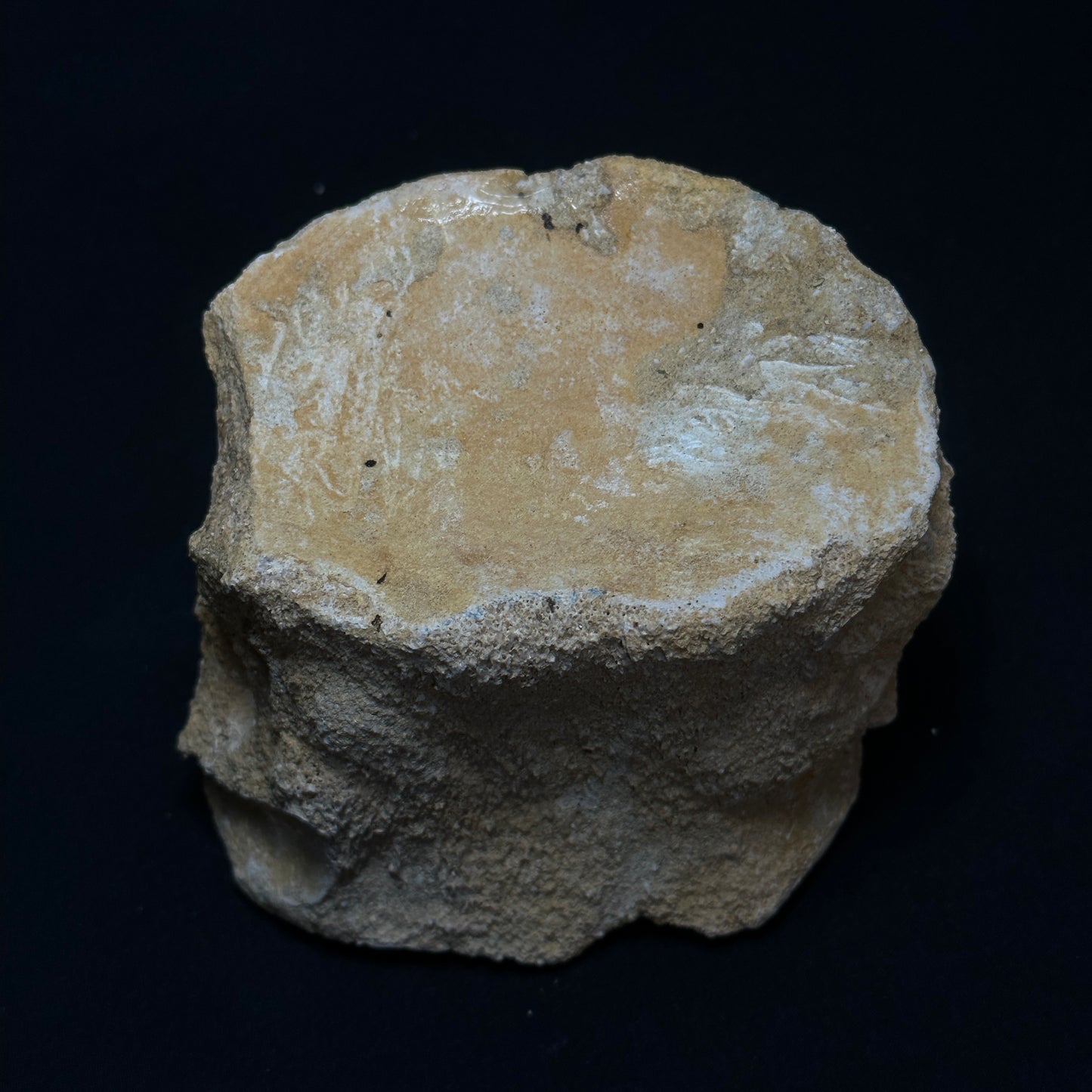 Fossilized Whale Vertebrae