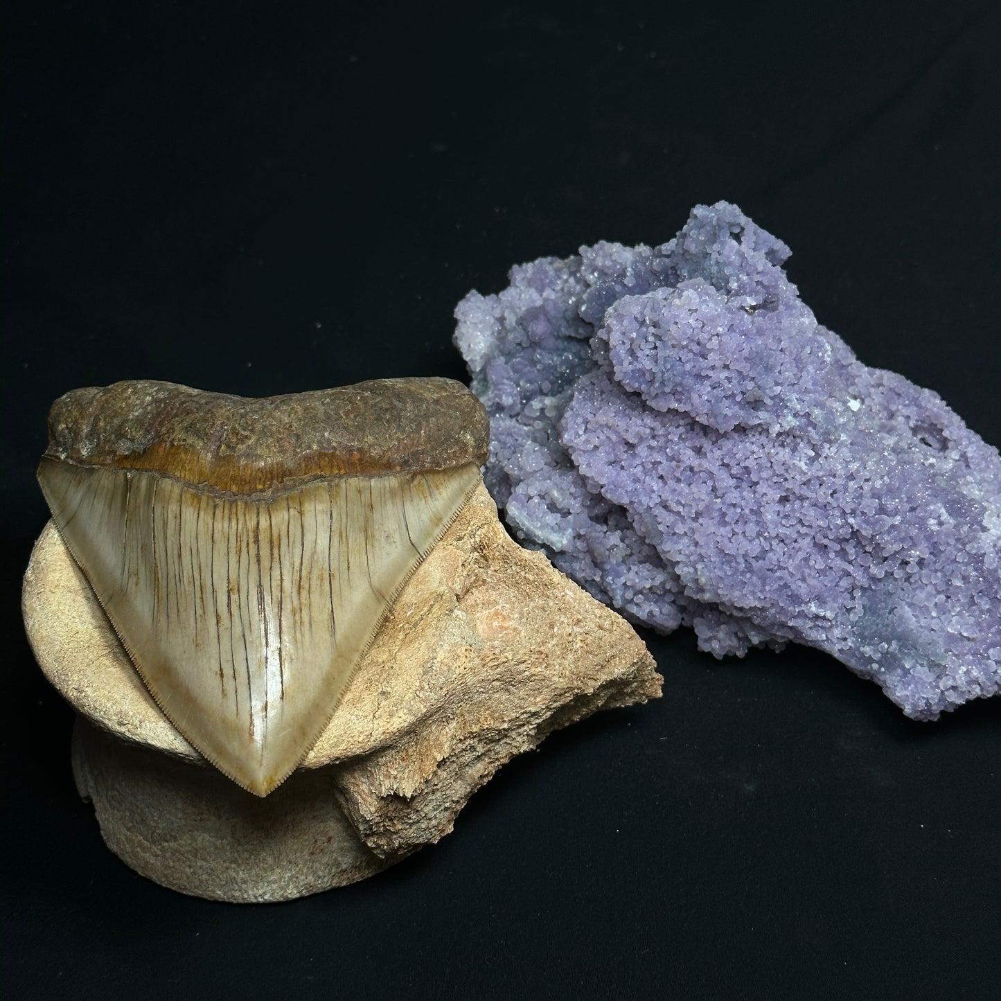 Beige Whale Vertebrae Fossil