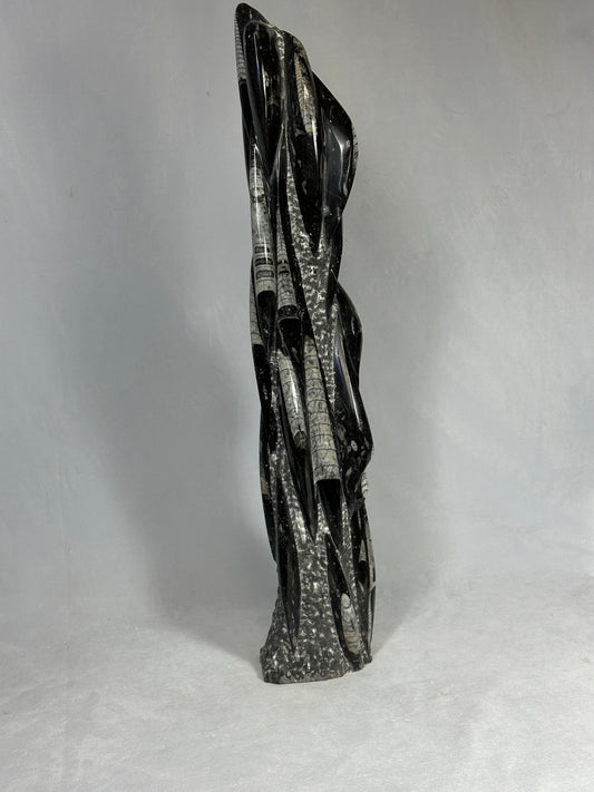 Multiple Orthoceras 21"