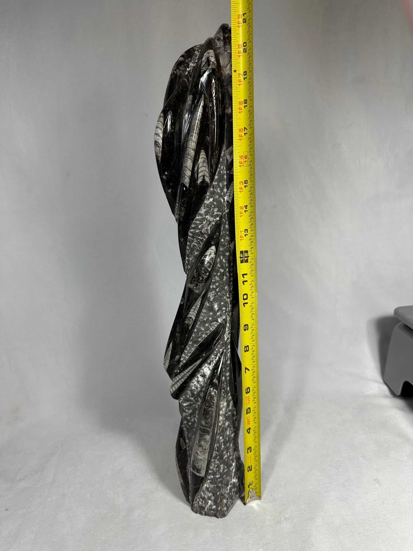 Multiple Orthoceras 21"