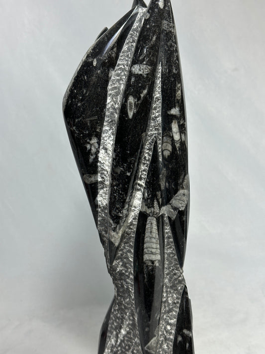 Orthoceras Tower 14.5"