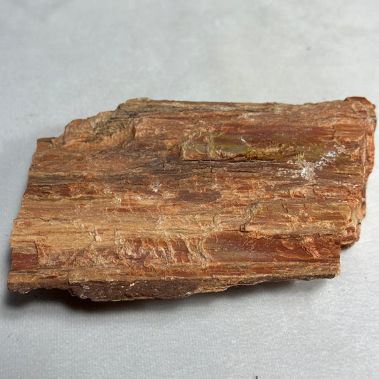 Layered Arizona Petrified Wood