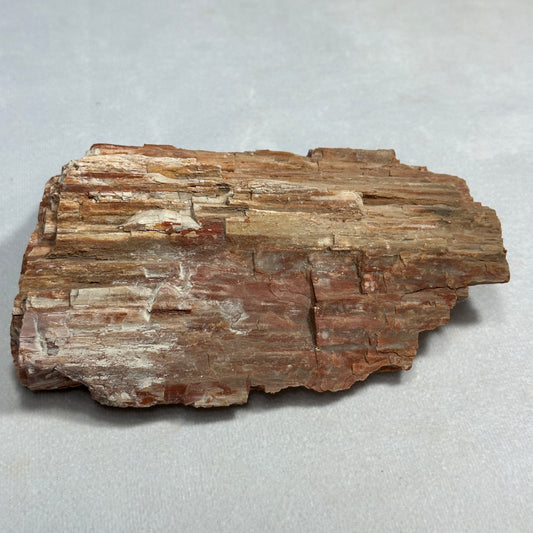 Beautiful Arizona Petrified Wood