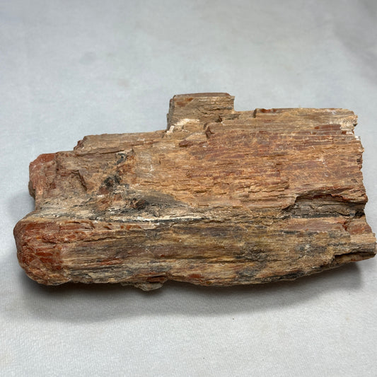 Raw Arizona Petrified Wood