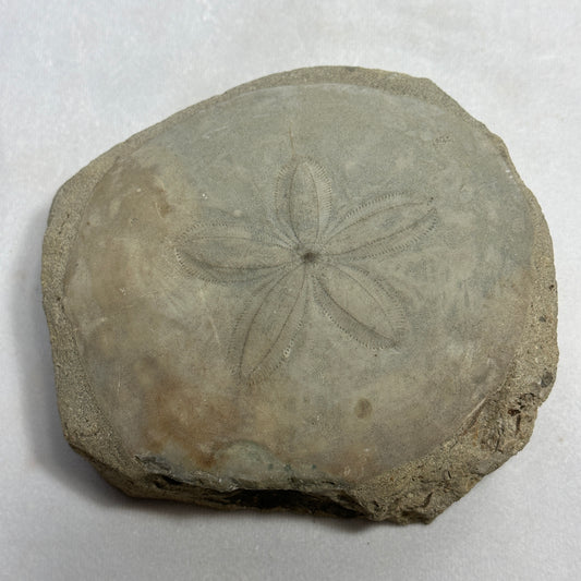 Fossilized Echinoid