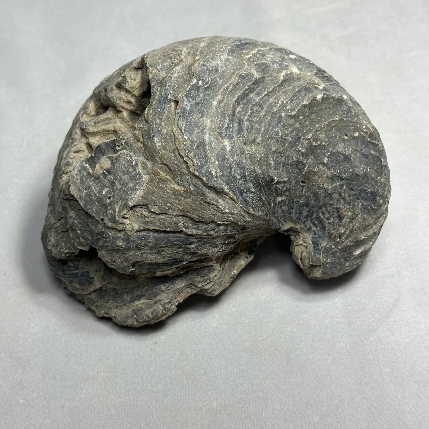 6" Fossilized Oyster