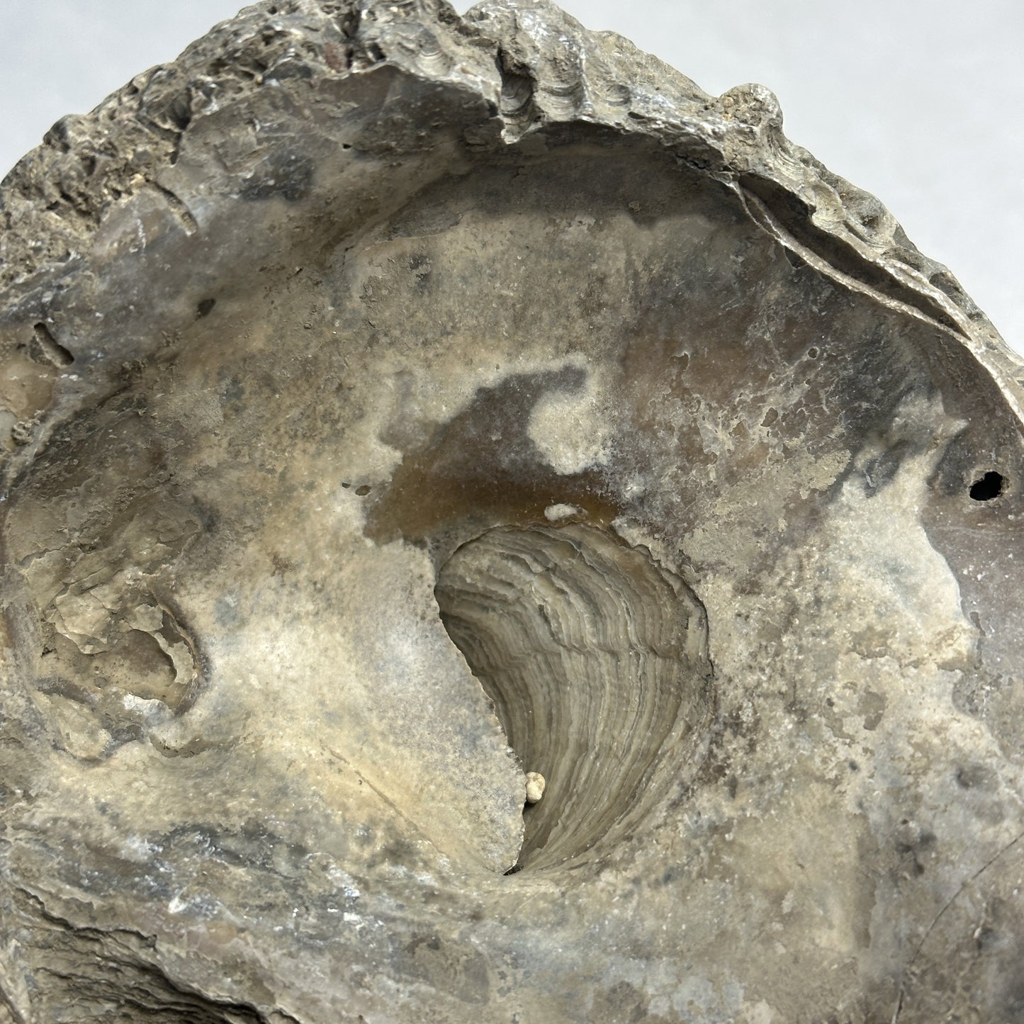 6" Fossilized Oyster