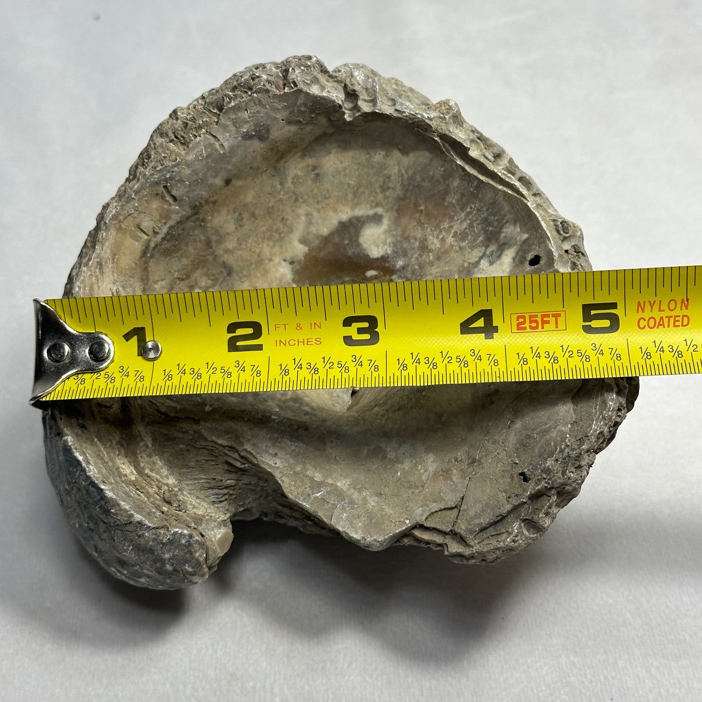 6" Fossilized Oyster