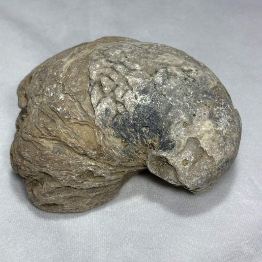 Large Exogyra Ponderosa (Fossilized Oyster)