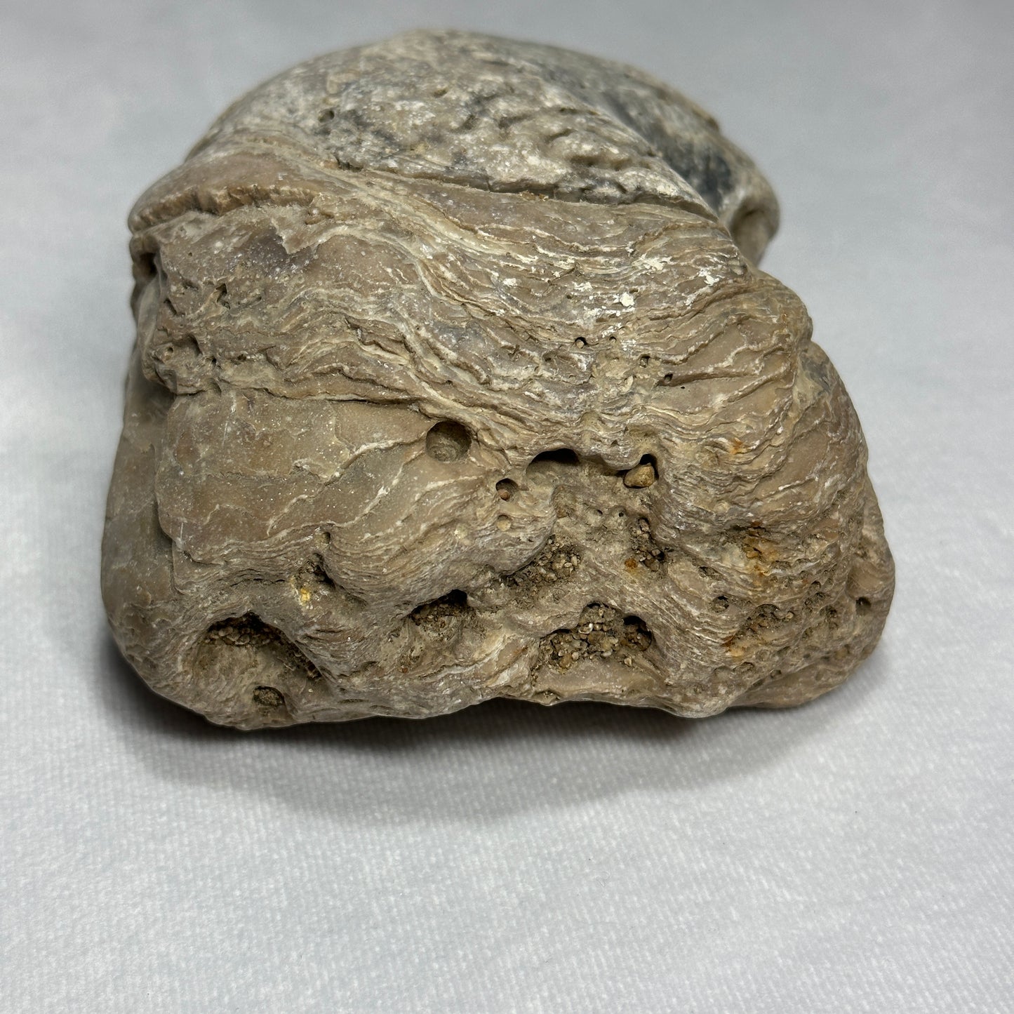 Large Exogyra Ponderosa (Fossilized Oyster)