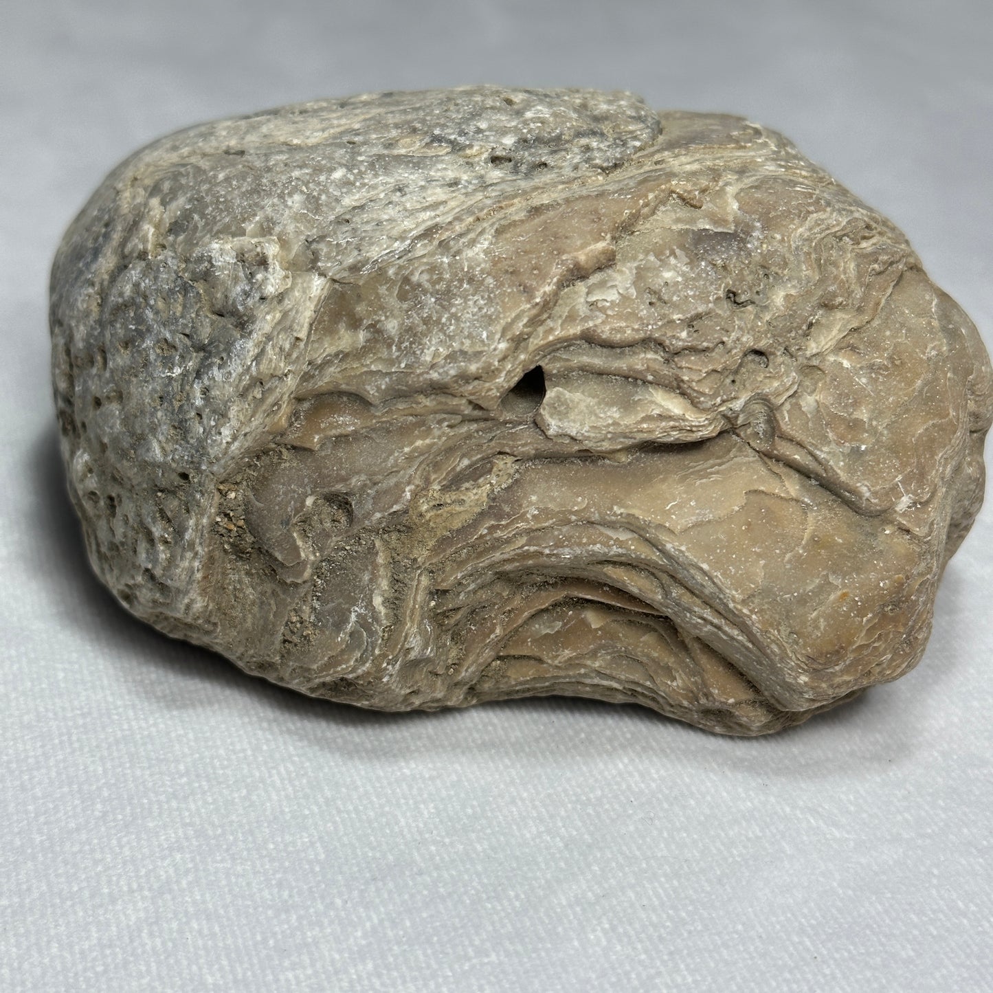 Large Exogyra Ponderosa (Fossilized Oyster)