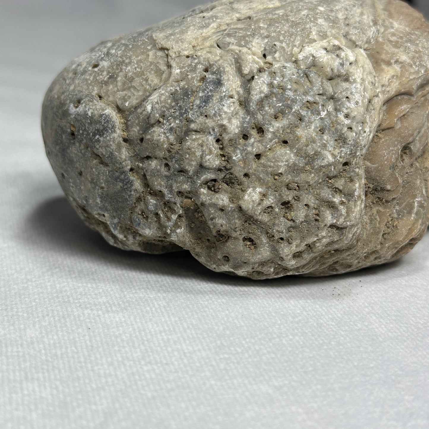 Large Exogyra Ponderosa (Fossilized Oyster)