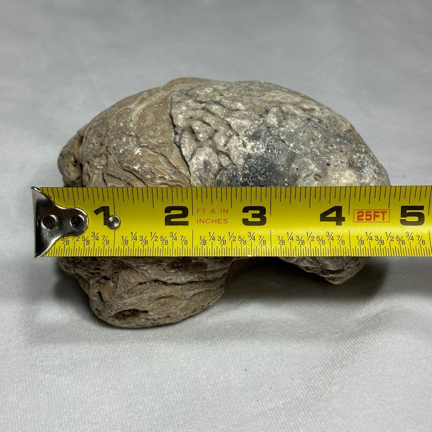 Large Exogyra Ponderosa (Fossilized Oyster)